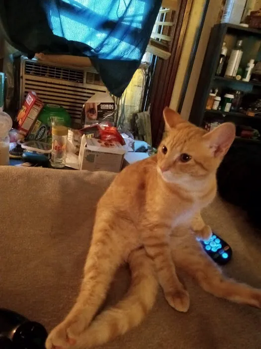 Mansfield Animal Hospital Picture 10