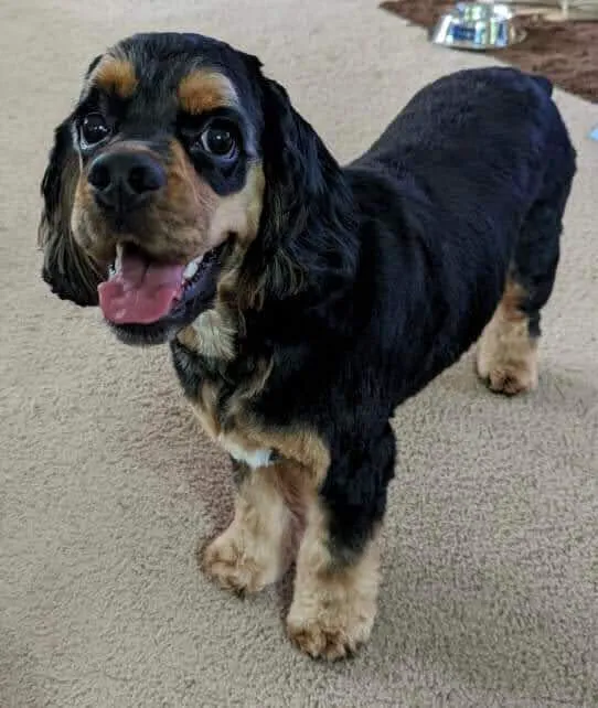 Clarksville Animal Clinic Picture 4