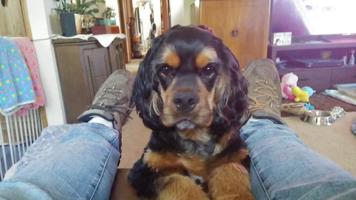 Clarksville Animal Clinic Picture 2