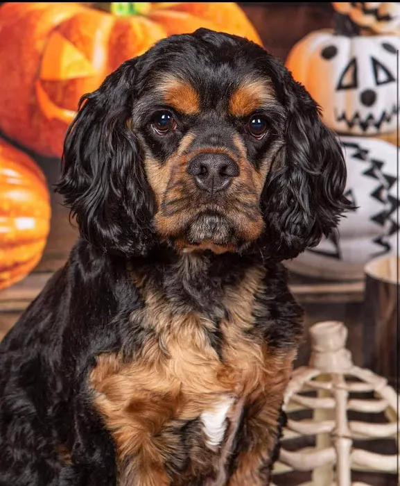 Clarksville Animal Clinic Picture 3