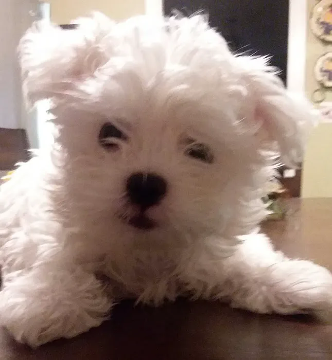 Four Paws Animal Hospital Picture 1