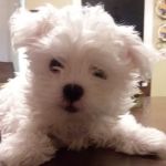 Four Paws Animal Hospital