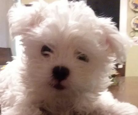 Four Paws Animal Hospital