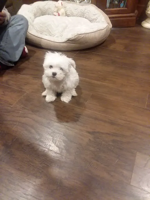 Four Paws Animal Hospital Picture 2