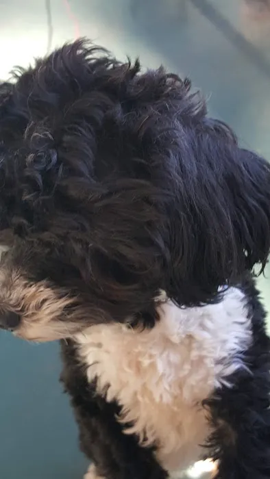 Four Paws Animal Hospital Picture 4