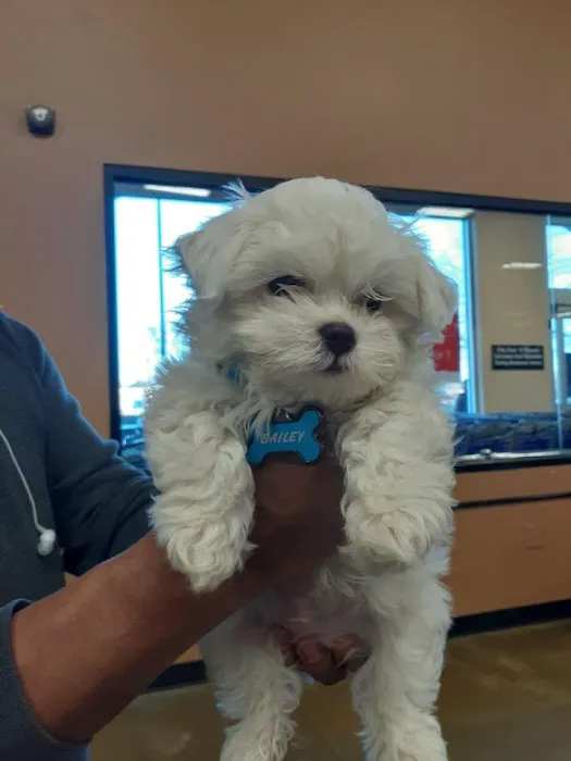 Four Paws Animal Hospital Picture 3