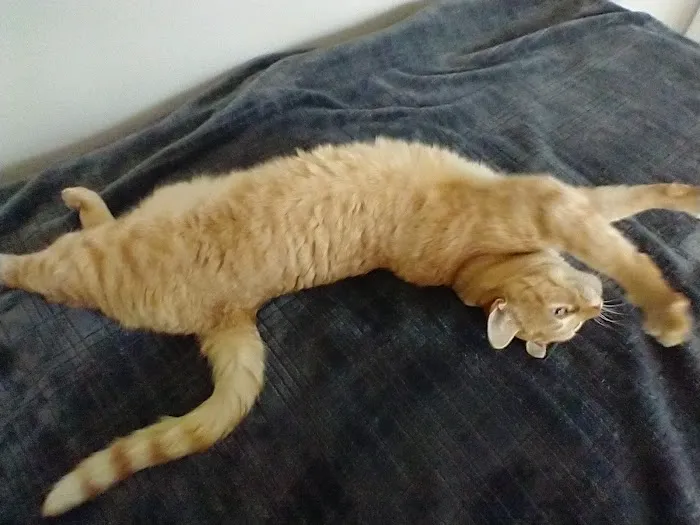 Four Paws Animal Hospital Picture 10