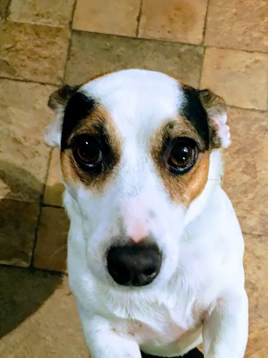 Whitlow III William C DVM Picture 2