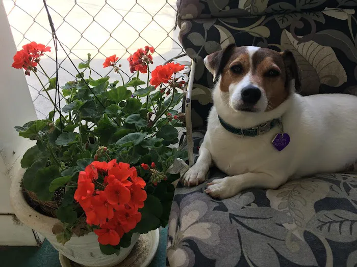 Whitlow III William C DVM Picture 1