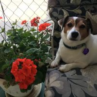 Whitlow III William C DVM ico