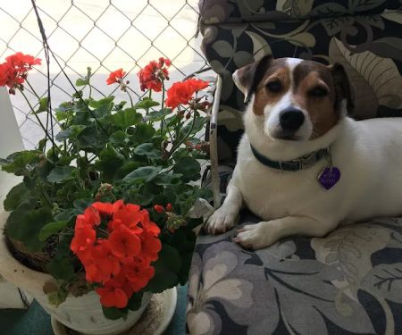 Whitlow III William C DVM