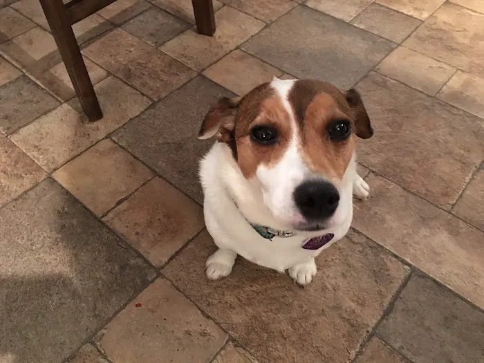 Whitlow III William C DVM Picture 3