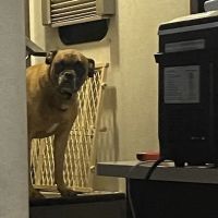 Animal Health Clinic ico