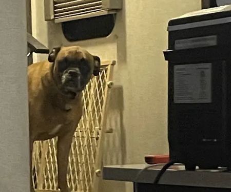 Animal Health Clinic