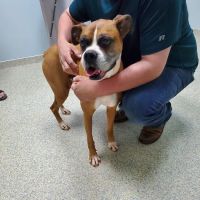 La Grange Veterinary Hospital ico