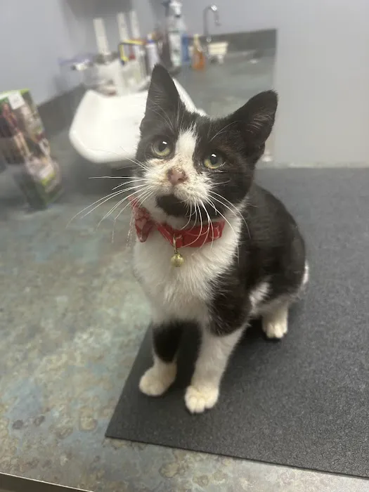 La Grange Veterinary Hospital Picture 2