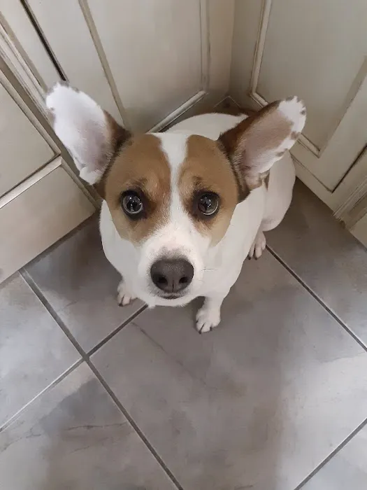 Family Pet Care Picture 1