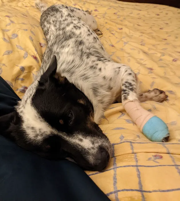 Family Pet Care Picture 3