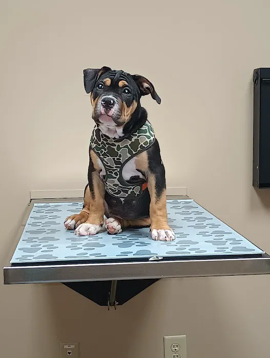 Family Pet Care Picture 2