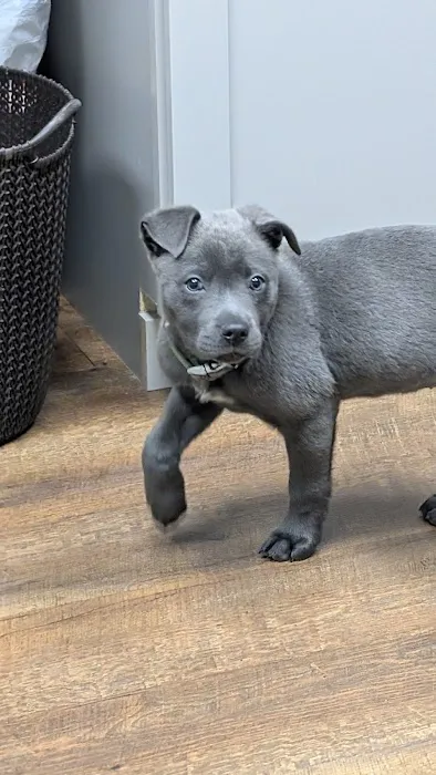 Family Pet Care Picture 4