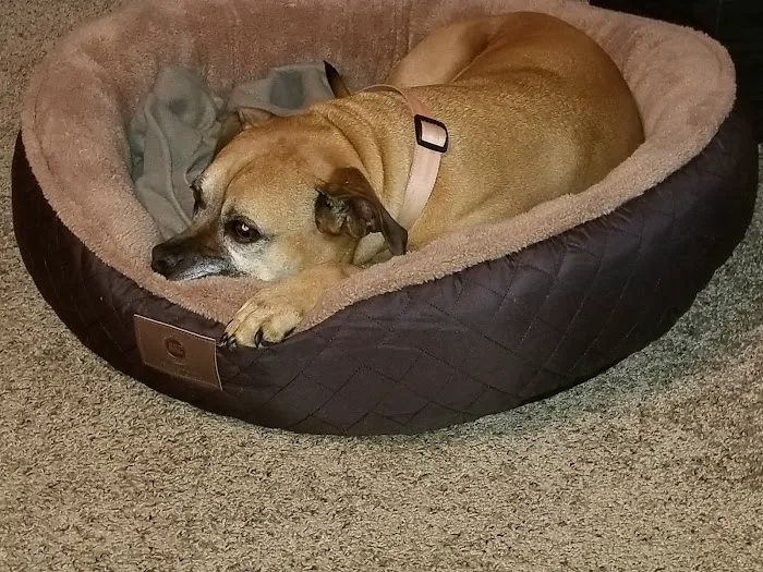 Family Pet Care Picture 5