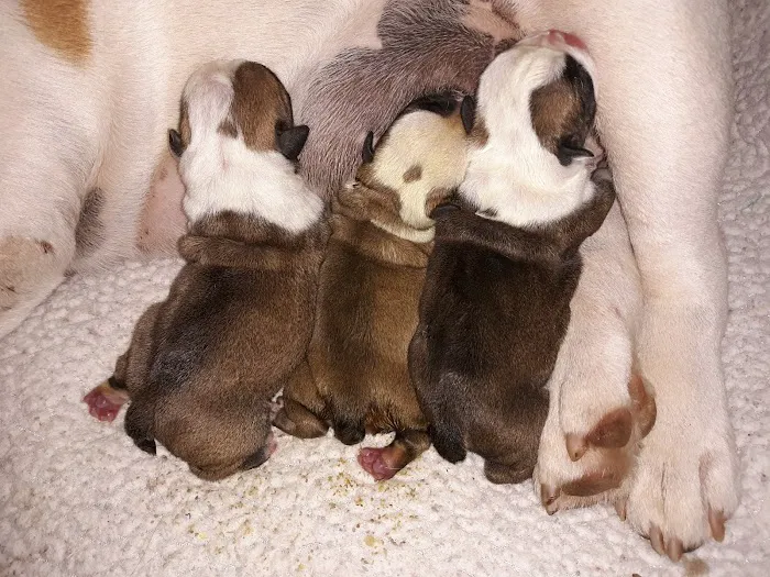 Family Pet Care Picture 8