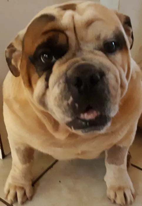 Family Pet Care Picture 6