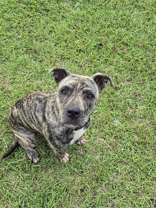 Family Pet Care Picture 10