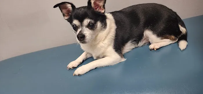 Family Pet Care Picture 9