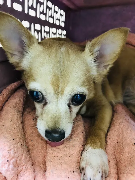 Riverside Veterinary Hospital Inc Picture 2