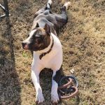 Riverside Veterinary Hospital Inc