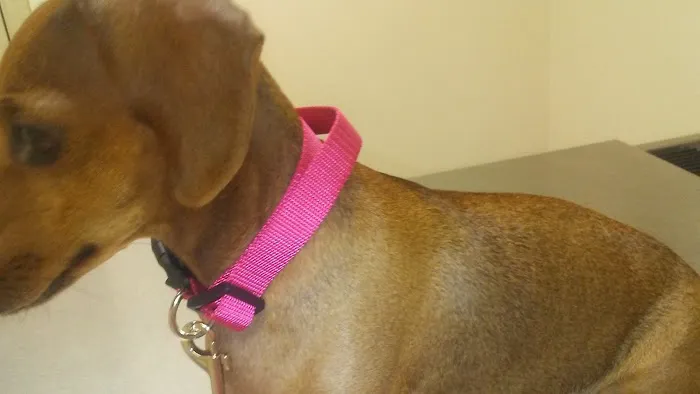 Riverside Veterinary Hospital Inc Picture 4