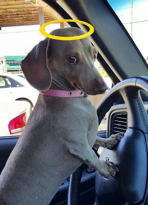 Riverside Veterinary Hospital Inc Picture 10