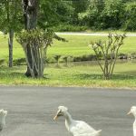 Lanett Animal Clinic