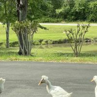 Lanett Animal Clinic ico