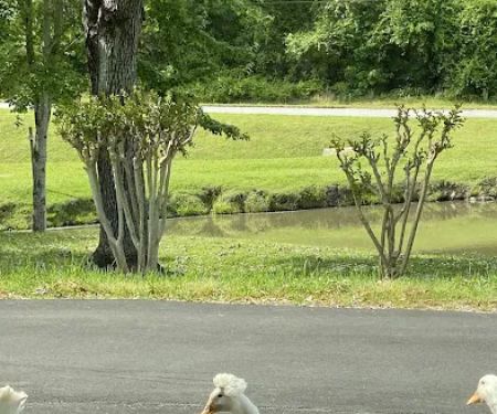 Lanett Animal Clinic