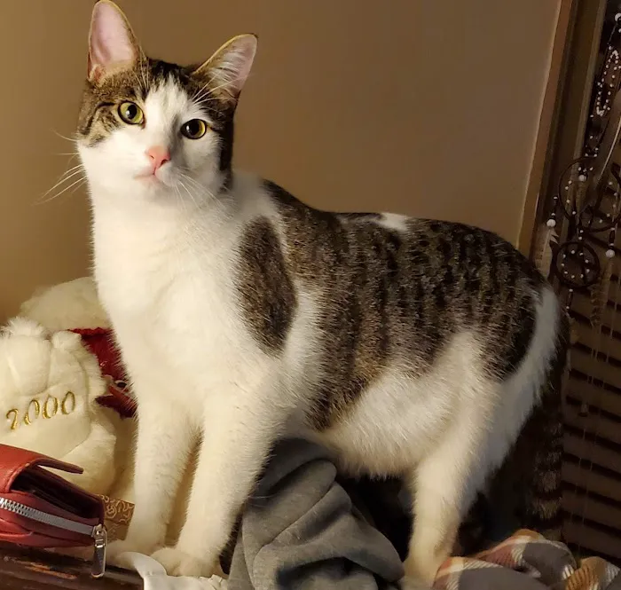 Lanett Animal Clinic Picture 3