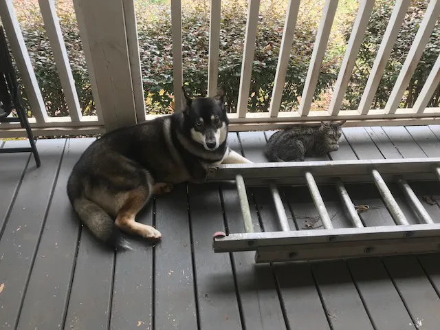 Valley Veterinary Associates Picture 1