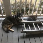 Valley Veterinary Associates