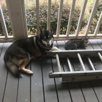 Valley Veterinary Associates ico