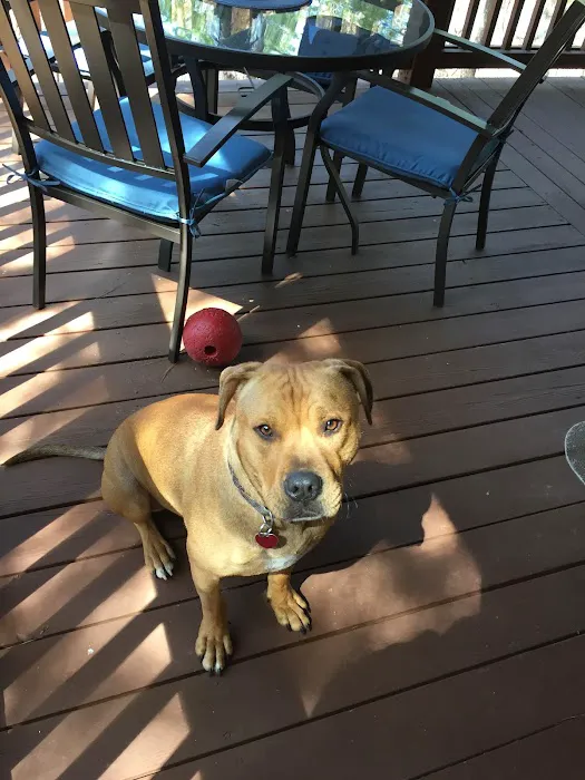 Valley Veterinary Associates Picture 3