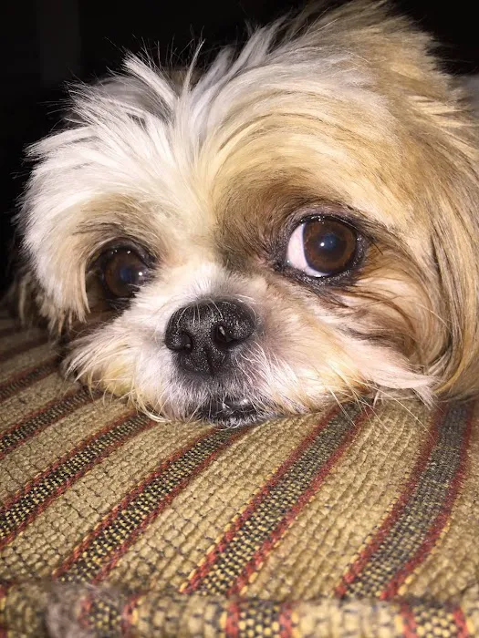 Valley Veterinary Associates Picture 4