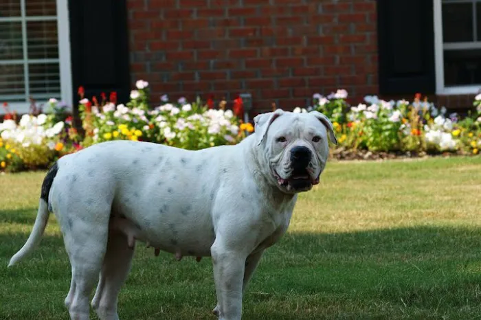 Valley Veterinary Associates Picture 5