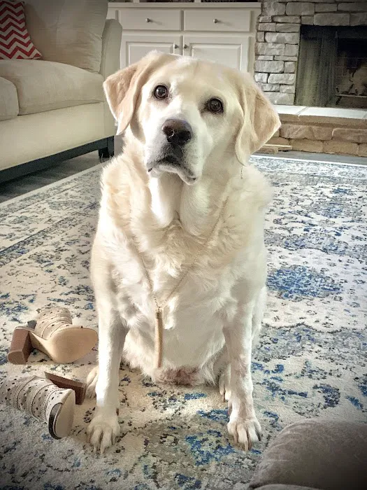 Valley Veterinary Associates Picture 6