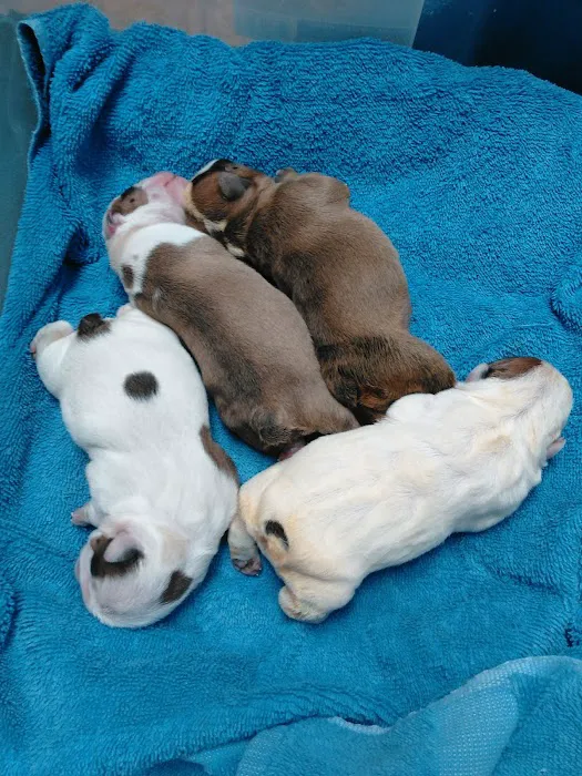 Valley Veterinary Associates Picture 8