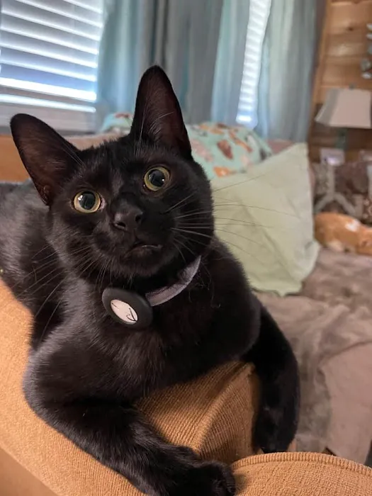 MAC Animal Hospital Picture 5