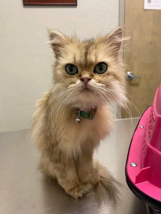 MAC Animal Hospital Picture 1