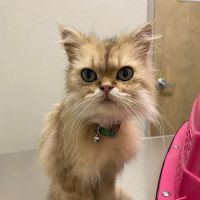 MAC Animal Hospital ico