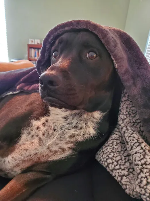 MAC Animal Hospital Picture 7