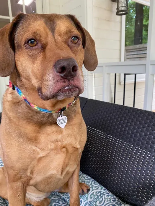 MAC Animal Hospital Picture 8